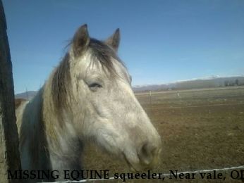 MISSING EQUINE squeeler, Near vale, OR, 97918